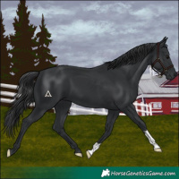 Horse Color:Black 