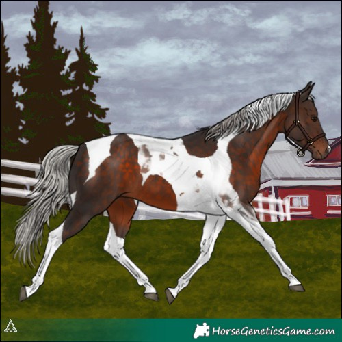 Horse Color:Silver Brown Tobiano 