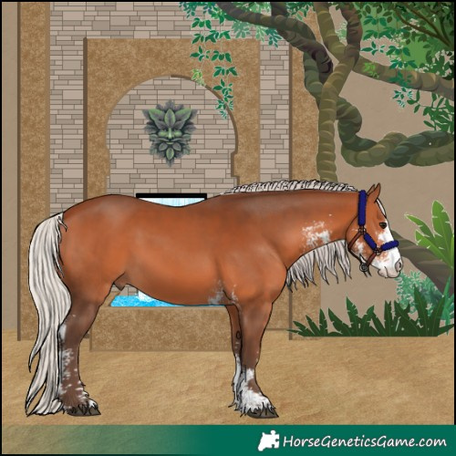 Horse Color:Silver Bay Sabino 