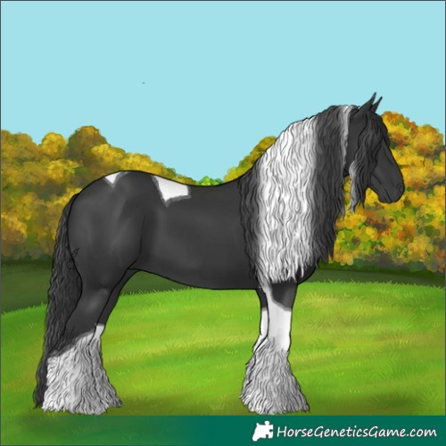 Horse Color:Black Tobiano 