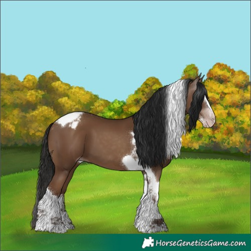 Horse Color:Gray Classic Champagne Splash Tobiano Appaloosa 