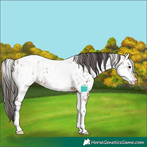 Horse Color:White Spotted Bay Splash Appaloosa  and White Spotted Bay Tobiano Appaloosa Rabicano 