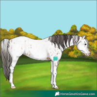 Horse Color:White Spotted Bay Splash Leopard  and White Spotted Bay Tobiano Fewspot Rabicano 
