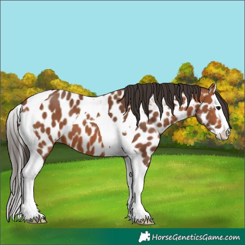 Horse Color:Bay Splash Tobiano Appaloosa 