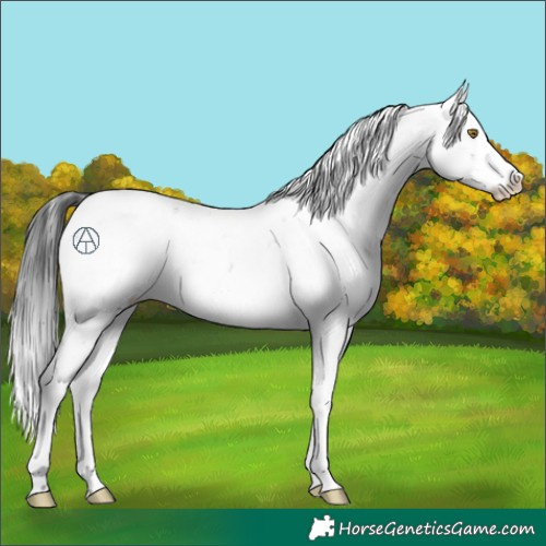 Horse Color:Brown Sabino 