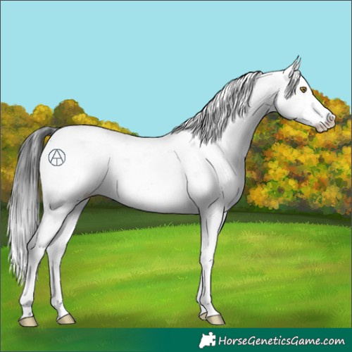 Horse Color:Brown Sabino