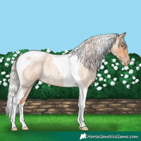 Horse Color:Silver Classic Champagne Roan Tobiano Rabicano