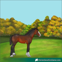 Horse Color:Brown Splash Tobiano 