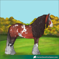 Horse Color:White Spotted Bay Splash