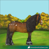 Horse Color:White Spotted Bay Splash