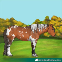 Horse Color:White Spotted Bay Tobiano