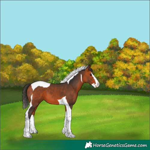 Horse Color:Bay Splash Tobiano 
