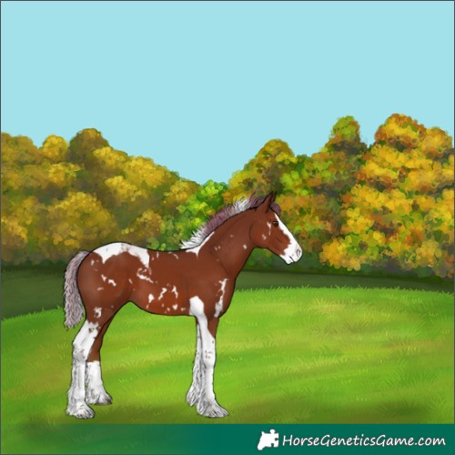 Horse Color:White Spotted Chestnut Splash Tobiano 