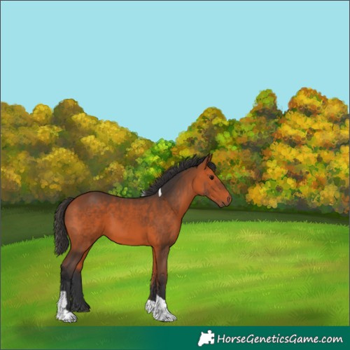 Horse Color:Bay Tobiano 