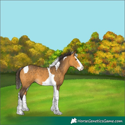 Horse Color:Buckskin Splash Tobiano 