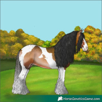 Horse Color:Bay Onyx Splash Tobiano 