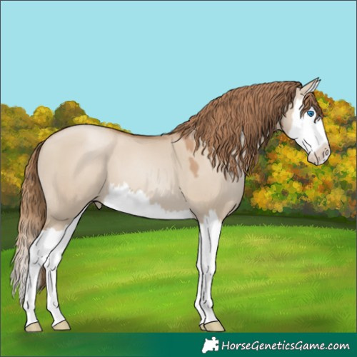 Horse Color:Grullo Pearl Splash 