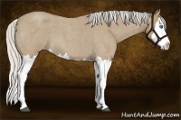 Horse Color:Silver Buckskin Roan Splash 