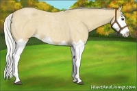 Horse Color:Silver Buckskin Roan Splash