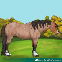 Horse Color:Bay Roan 