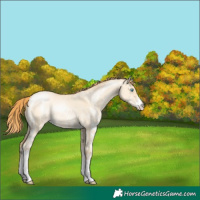 Horse Color:Buckskin Pearl Dun Sabino 
