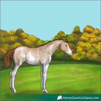 Horse Color:Brown Pearl Dun Sabino