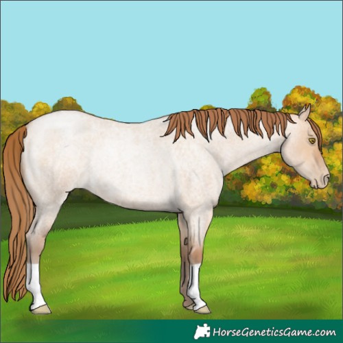 Horse Color:Bay Roan Pearl Dun Rabicano 