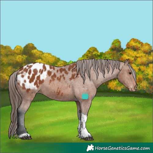 Horse Color:Bay Tobiano Appaloosa 