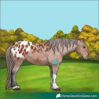 Horse Color:Bay Tobiano Appaloosa