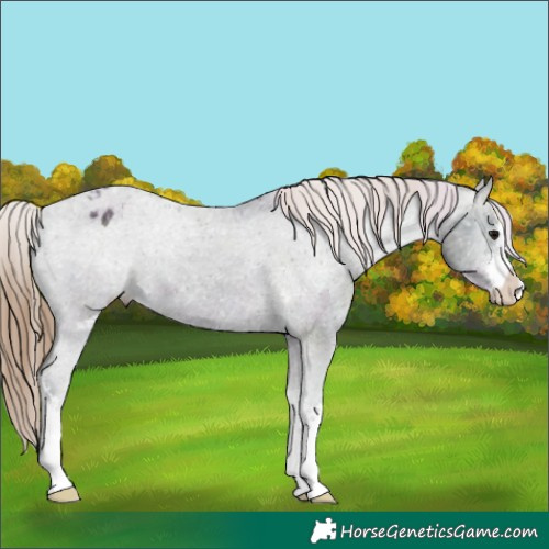 Horse Color:White Spotted Midnight Smoky Grullo Ice Appaloosa 