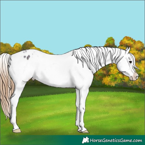 Horse Color:White Spotted Midnight Smoky Grullo Ice Appaloosa 