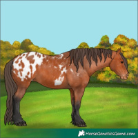 Horse Color:Bay Appaloosa 