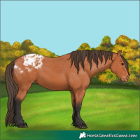 Horse Color:Bay Blanket 