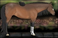 Horse Color:Buckskin 