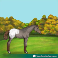 Horse Color:Liver Red Dun Roan Appaloosa