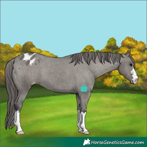 Horse Color:Grullo Blanket