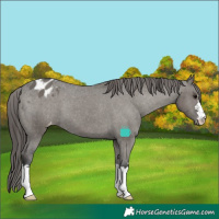 Horse Color:Grullo Appaloosa 