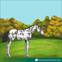 Horse Color:Grullo Tobiano Appaloosa Rabicano 