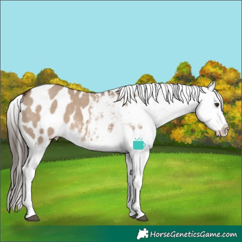 Horse Color:Liver Red Dun Tobiano Appaloosa 