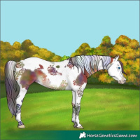 Horse Color:Nacre Bay Splash Tobiano 