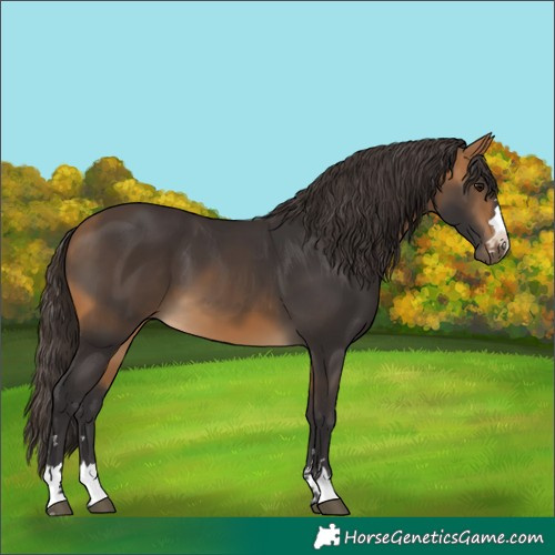 Horse Color:Buckskin 