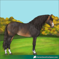 Horse Color:Buckskin 