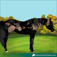 Horse Color:Void Brown Dun Splash Tobiano
