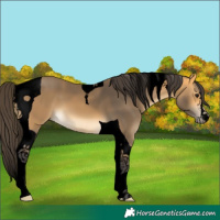 Horse Color:Void Buckskin Tobiano 