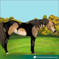 Horse Color:Void Buckskin Tobiano 
