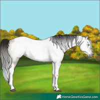 Horse Color:Gray Buckskin Dun Splash Tobiano 