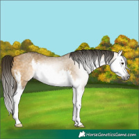 Horse Color:Gray White Spotted Buckskin Dun Splash 