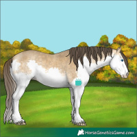 Horse Color:White Spotted Sable Cream Champagne Sabino Splash