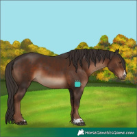 Horse Color:Liver Chestnut Sabino 