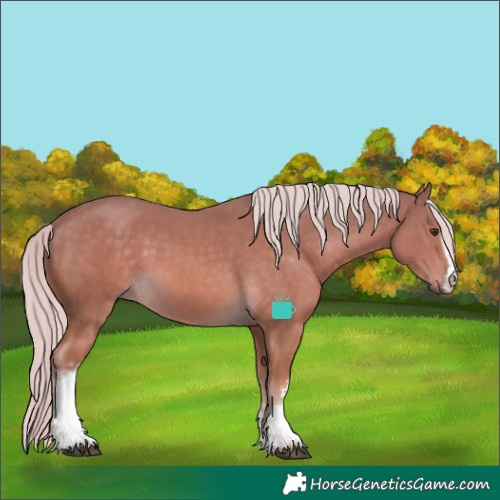 Horse Color:White Spotted Palomino Sabino